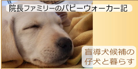 院長ファミリーのパピーウォーカー記