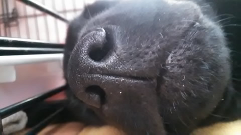 盲導犬、パピー
