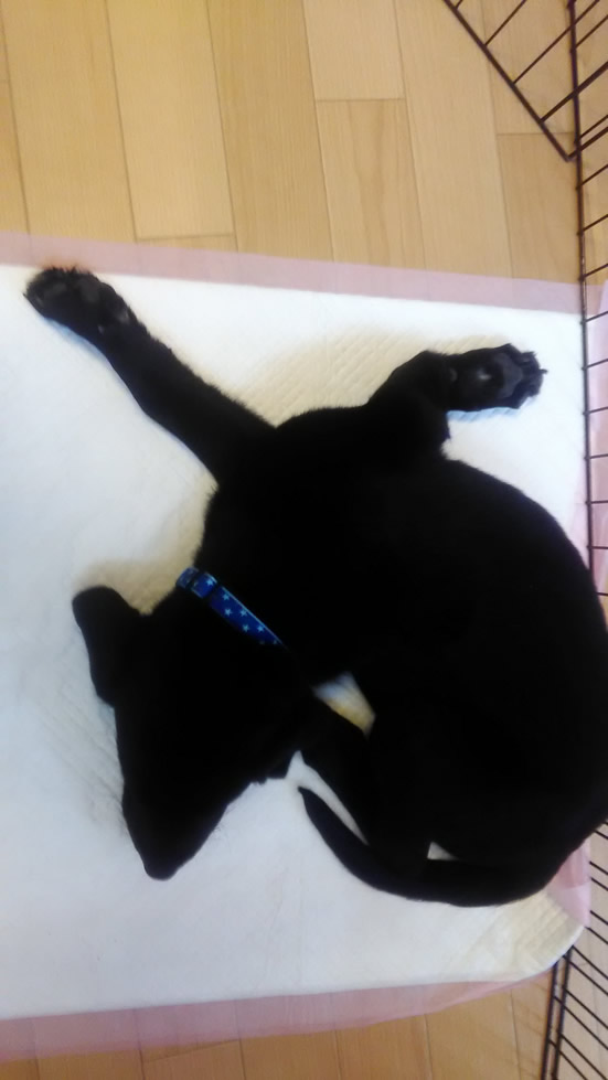 昼寝、ラブラドールレトリバー
