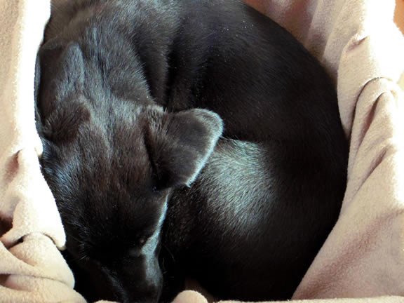 盲導犬、候補パピー
