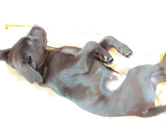盲導犬、候補犬