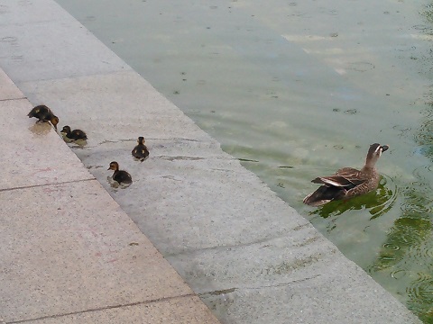 駒沢公園　カルガモ親子