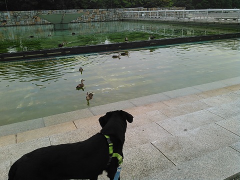 駒沢公園　カルガモ親子