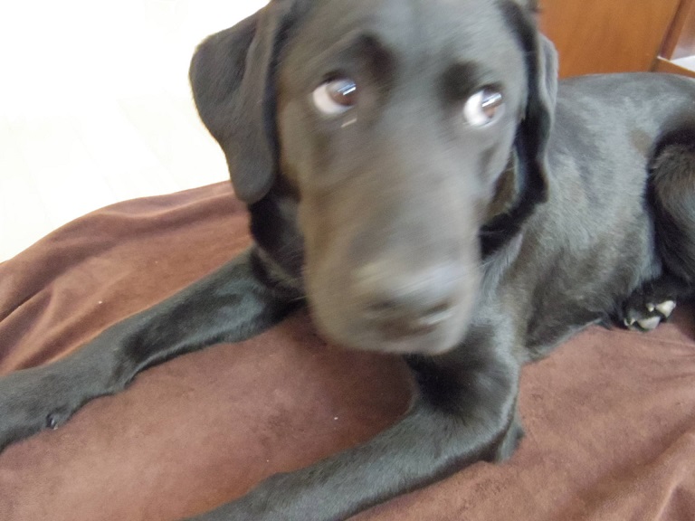 盲導犬候補、ウェイト待て