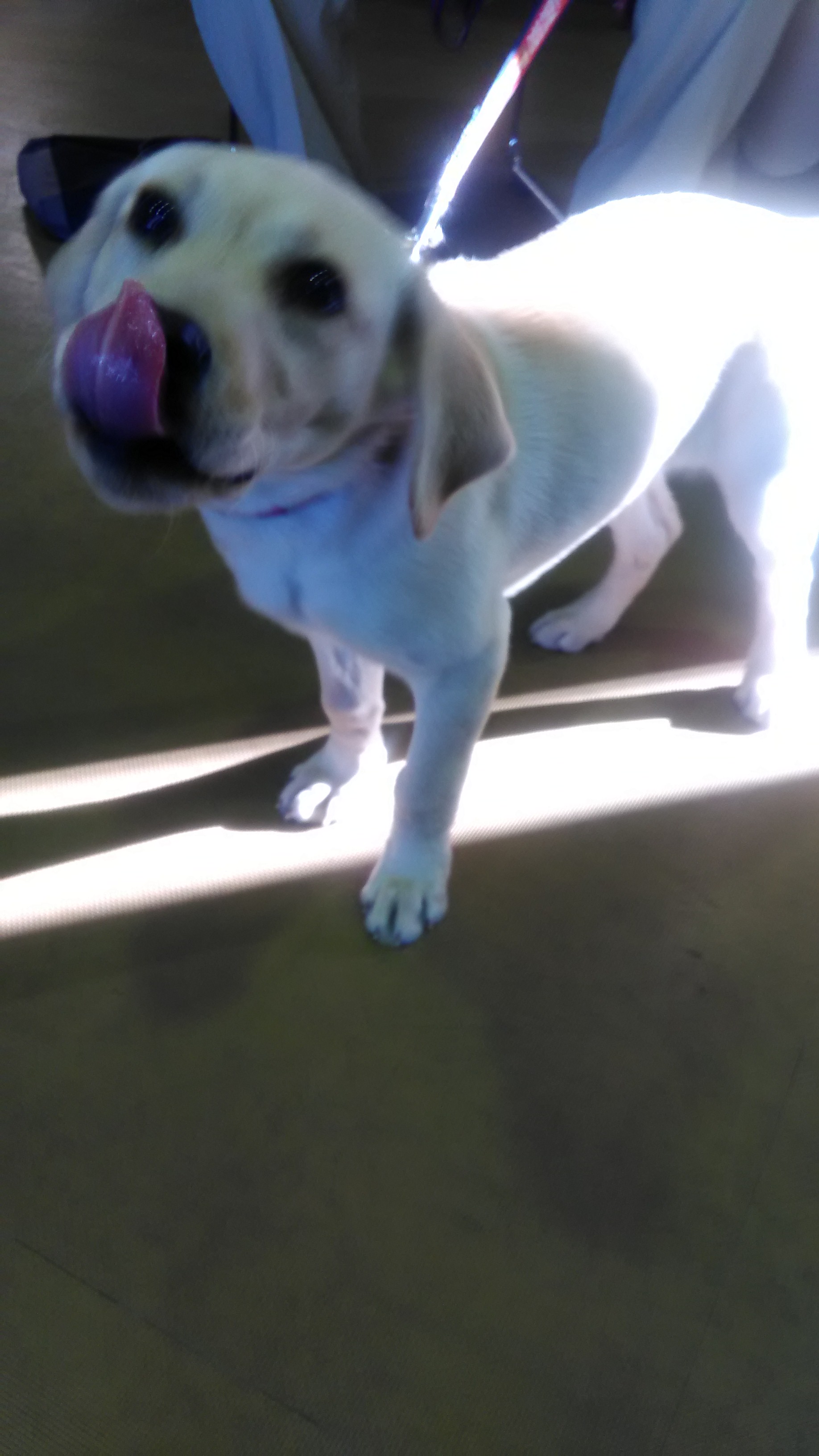ラブラドールレトリバー　白ラブ、仔犬