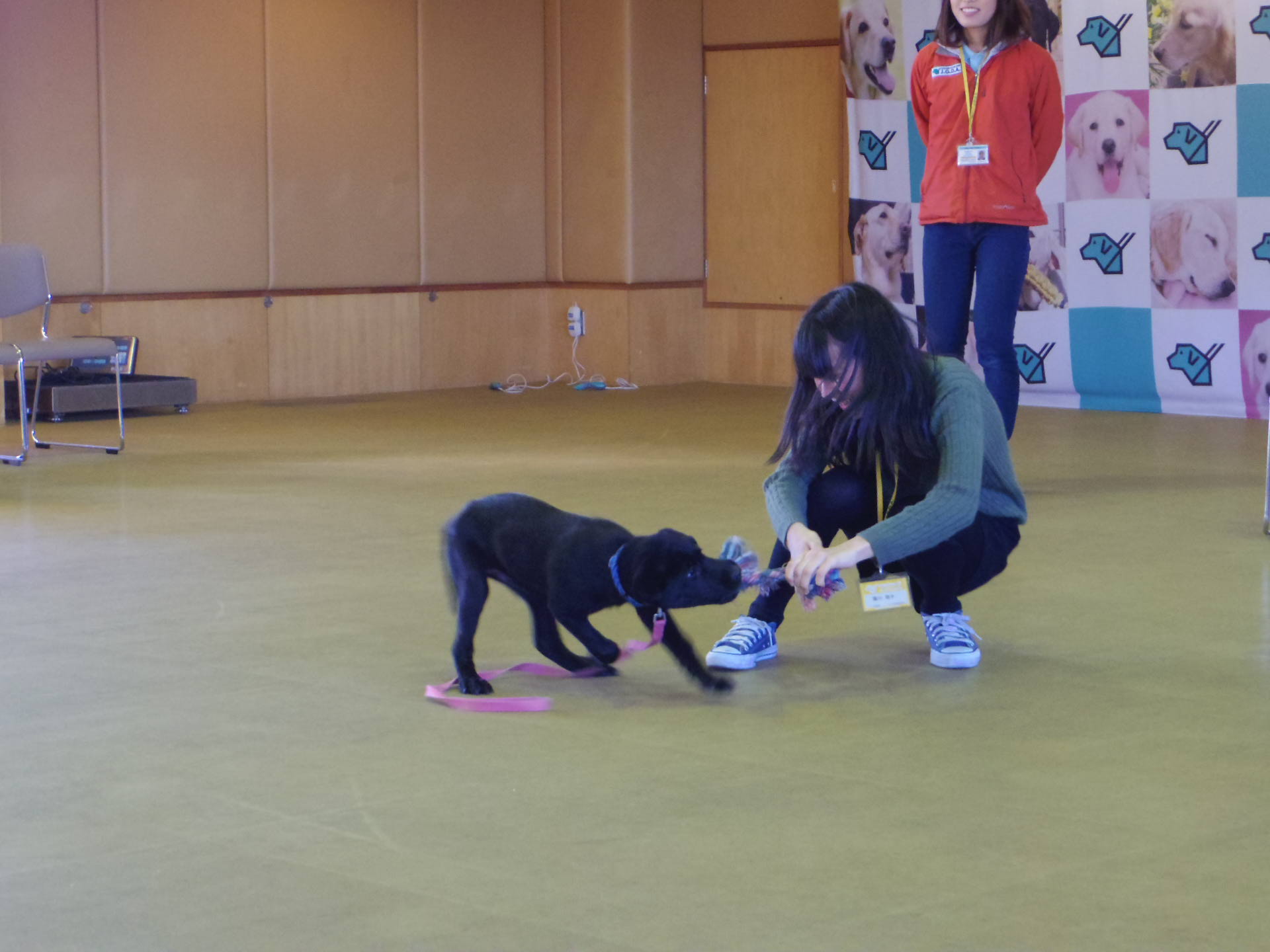 ラブラドールレトリバー　、パピー、仔犬