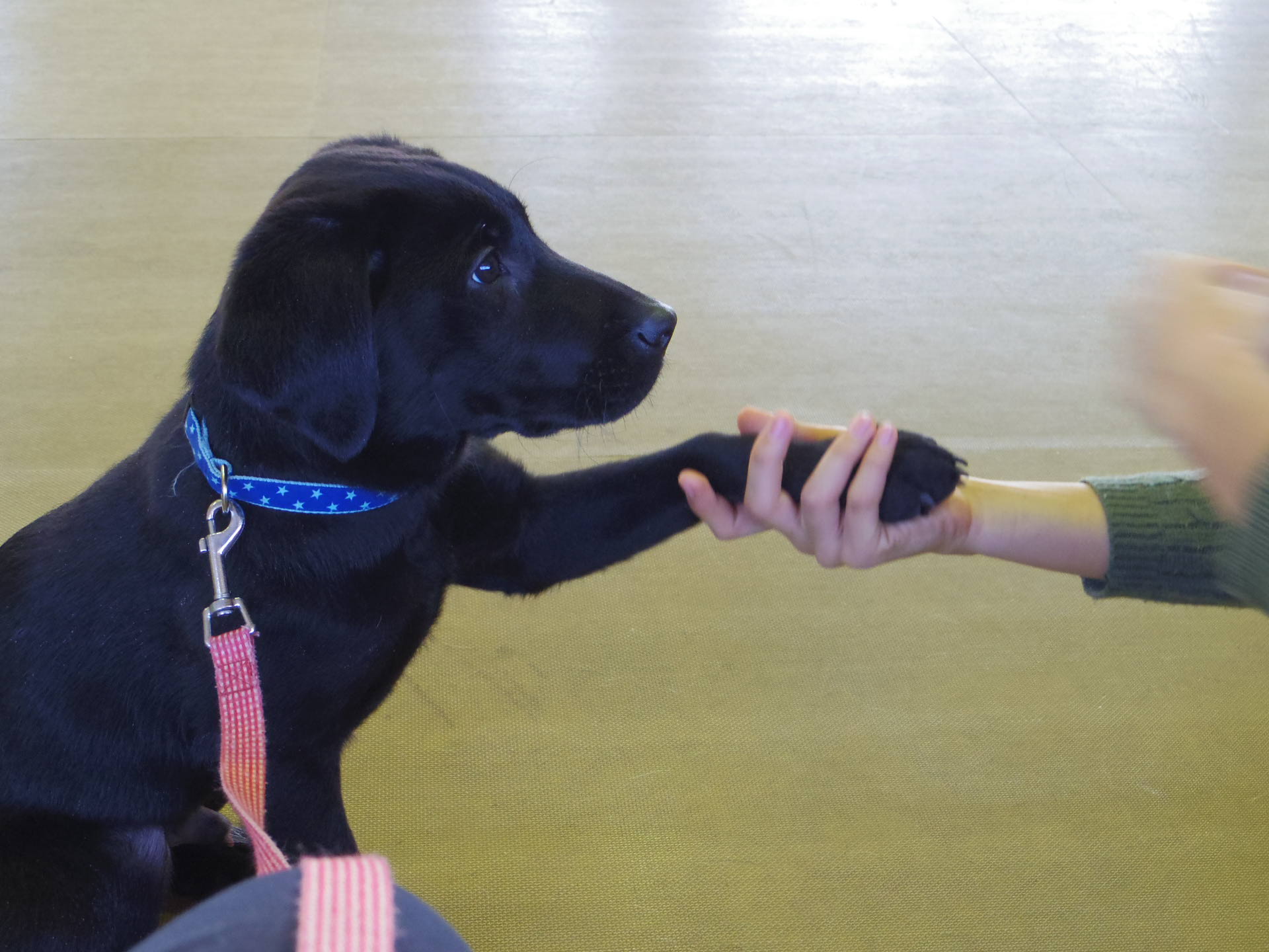 ラブラドールレトリバー　お手、仔犬