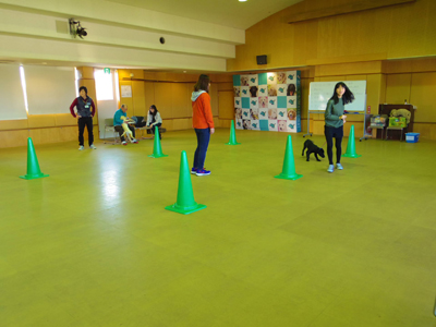 ラブラドールレトリバー　白ラブ、仔犬、散歩
