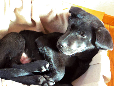 ラブラドールレトリバー　昼寝、仔犬