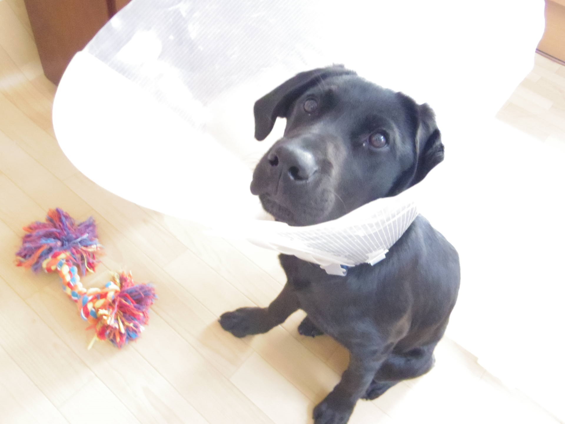 盲導犬、パピー、エリザべス