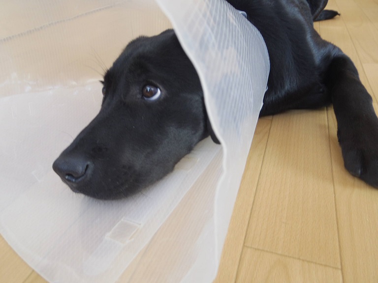 盲導犬、パピー、エリザべスカラー
