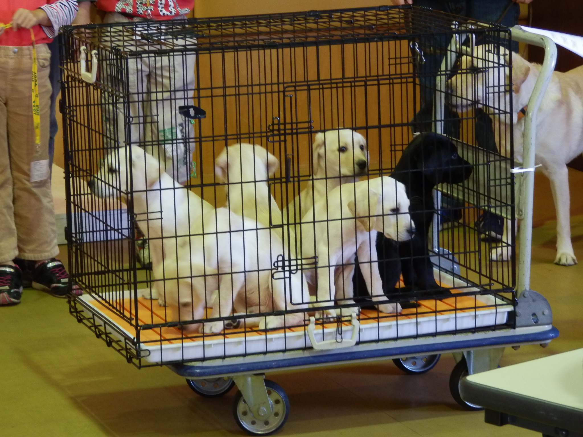 ラブラドールレトリバー仔犬