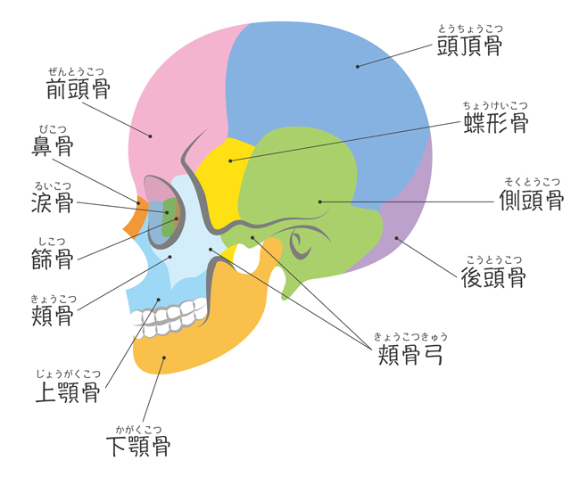 頭蓋骨